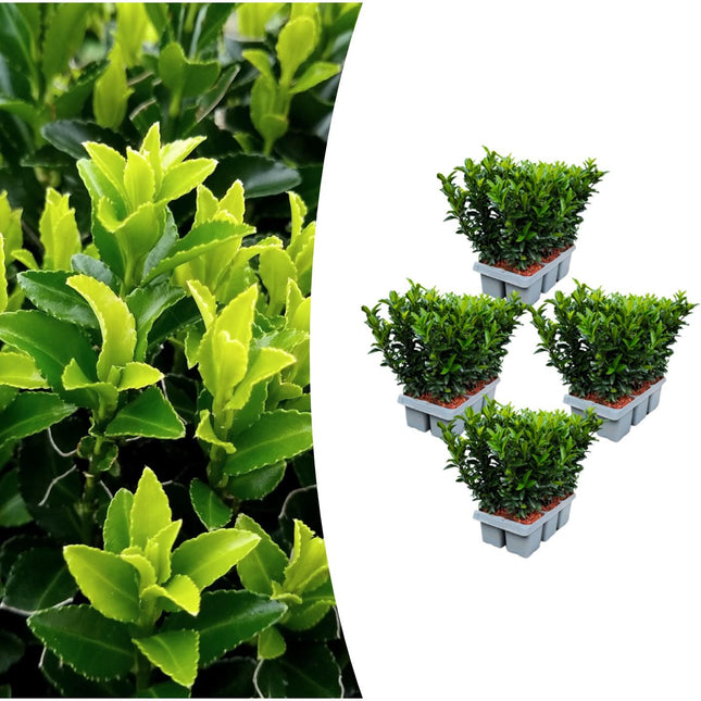 Japanischer Spindelstrauch Euonymus 'Green Spire' – Ø7cm, Höhe 15cm – 24 Pflanzen – Schlank, Aufrecht & Winterhart – Perfekte Buchsbaum