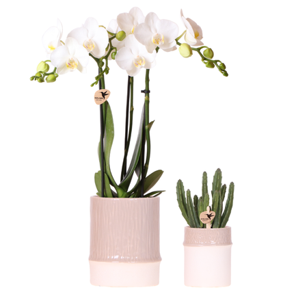 Pflanzenset Bamboo Weiß – weiße Amabilis Orchidee Ø9cm + Grünpflanze inkl. Keramik – Übertöpfe – blühende Zimmerpflanze frisch vom Züchter