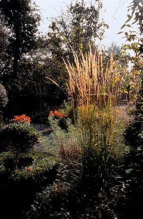 Sandrohr – Calamagrostis acutiflora 'Karl Foerster' – ↕10-25cm – Ø9cm – 12 Pflanzen – Winterhartes Ziergras mit eleganten Blütenrispen