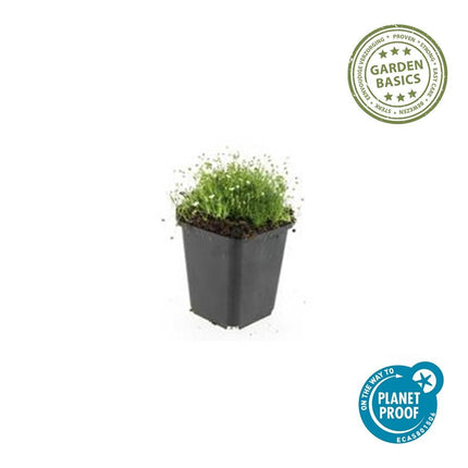 Pfriemen – Mastkraut – Sagina subulata – ↕10-25cm – Ø9cm – 60 Pflanzen – Immergrün, trittfest & winterhart – Ideal als Rasenersatz & Fugenbegrünung