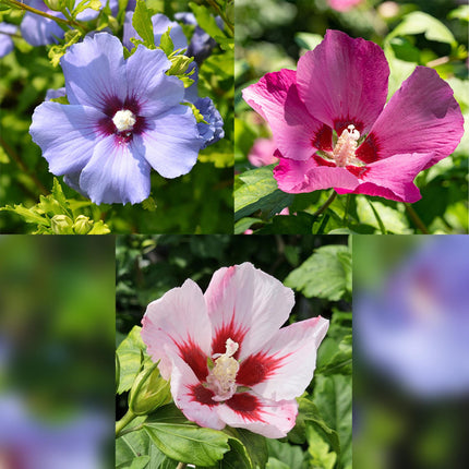 Hibiscus syriacus Tricolour – Blühende Stamm-Pflanze mit dreifarbigen Blüten – Laubabwerfend & pflegeleicht – Ø19 cm – Höhe ca. 90 cm – Für Terrasse & Balkon