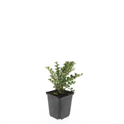 Cotoneaster horizontalis – 48 Pflanzen – ↕10-25cm – Ø9cm – Zierstrauch mit roten Beeren – Winterhart & pflegeleicht – Für Beete, Böschungen & als Bodendecker