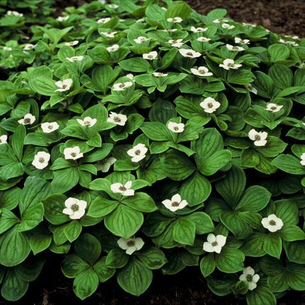 Cornus canadensis – Kanadische Kornelkirsche – 48 Pflanzen – Bodendecker mit weißen Blüten – Ø9cm – ↕10–25cm – Schattenpflanze – Winterhart – Bienenfreundlich