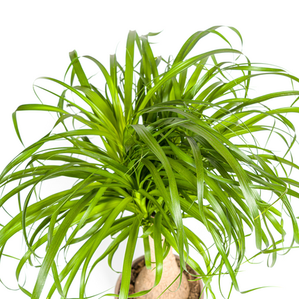 Beaucarnea Recurvata inkl. Naturkorb – Höhe 60-80cm – Ø21cm – Elefantenfuß Zimmerpflanze mit markantem Stamm