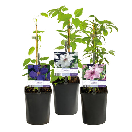 Kletterpflanze Clematis Tricolour – Mehrfarbige Blüten Rosa Weiß Lila – Wenig Pflege – 3 Pflanzen – 11cm Höhe 40cm – Für Garten, Balkon & Pergolen