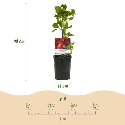 Selbstklimmender Mauerwein Parthenocissus Engelmannii – Kletterpflanze mit grünen & roten Blättern – 2 Pflanzen – 11 cm x H40 cm – Pflegeleicht