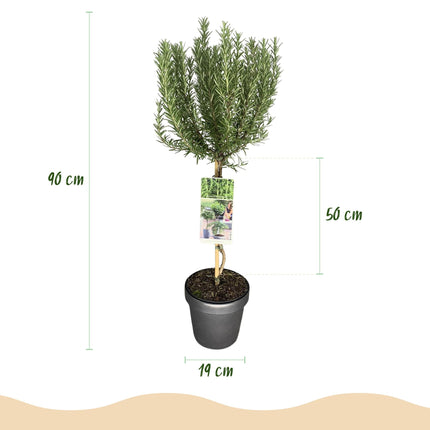 Rosmarin Rosmarinus officinalis – 19cm Höhe ca.90cm – Immergrün & winterhart – Lila Blüte – Aromatische Kräuterpflanze