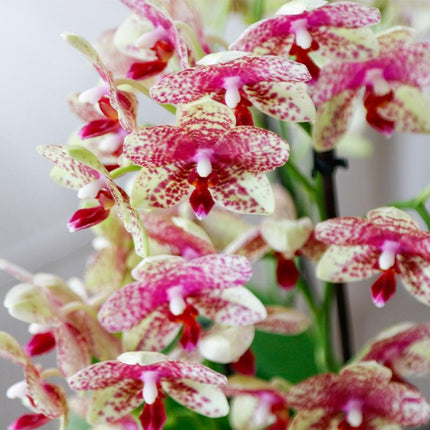 Orange-Gelbe Phalaenopsis Orchidee – „Grosseto“ – Ø9cm – Exotische Blühende Zimmerpflanze mit 2–3 kräftigen Trieben – Elegante Orchidee mit einzigartigem Muster – Frisch aus der Gärtnerei