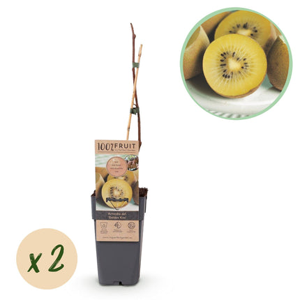 Actinidia deliciosa Golden Kiwi – 2 Obstpflanzen – Süße gelbe Früchte – Ø15cm Höhe 50cm – Einfach zu pflegen & vitaminreich