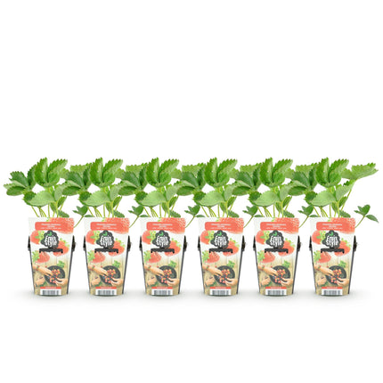 Erdbeerpflanzen Fragaria Maxim winterhart 6 Pflanzen Höhe 30cm Ø9cm – Rote Erdbeere für Beet Topf & Balkon