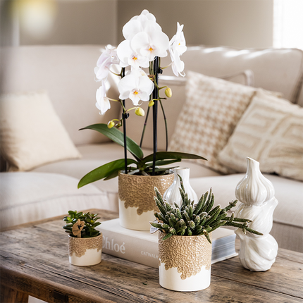 Weiße Niagara Falls Orchidee im Bloom Sand Übertopf Ø12cm – blühende Zimmerpflanze frisch vom Züchter – reinweiße Blüten im sandfarbenen Relief – Topf