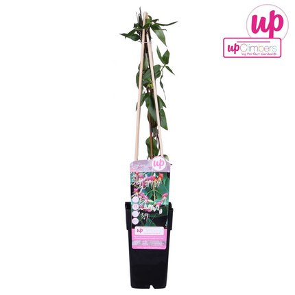 Geißblatt - Lonicera henryi - Immergrüne Kletterpflanze - Ø15cm - Höhe 65cm - Duftende Blüten für Garten, Terrasse & Balkon