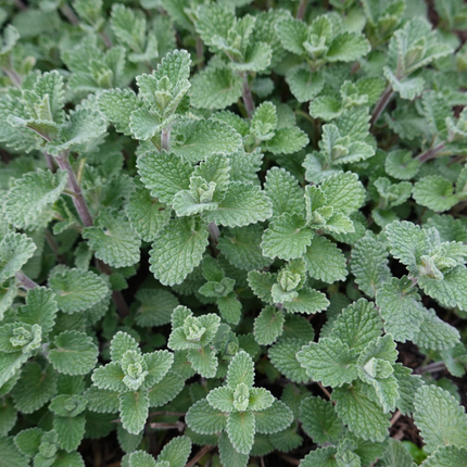 Nepeta Grol Katzenminze – 6 Pflanzen – Ø9cm – Höhe 10-25cm – Blauviolett blühende Staude – Bienenfreundlich – Für Beet, Rabatte & Steingarten