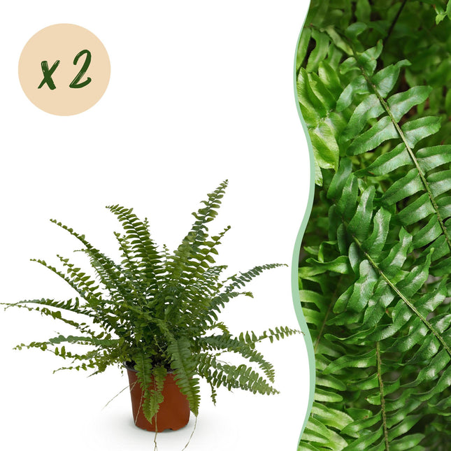 Nephrolepis exaltata Green Lady – 2 Pflanzen Set – Ø12cm Höhe 28-30cm – Schwertfarn mit üppigem Blattwerk – Haustierfreundliche Zimmerpflanze
