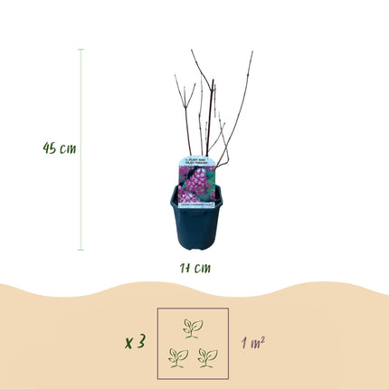 Sternchenstrauch – Deutzia hybrida Strawberry Fields – Rosa Blüten – Strauch – 17cm – Höhe 45cm – Wenig Pflege