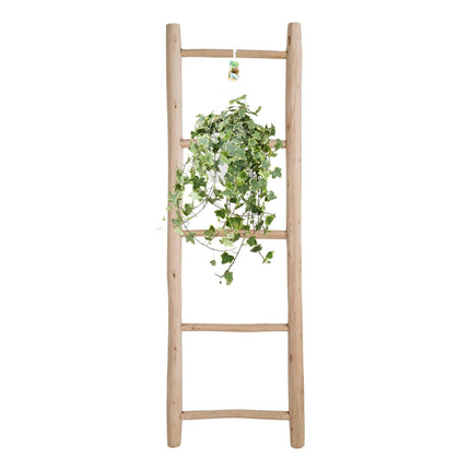 Efeu – Hedera Helix 'Gold Child' – Zimmerpflanze – Ø24cm – Höhe ca. 60cm – Hängend & Rankend – Luftreinigend – Pflegeleicht