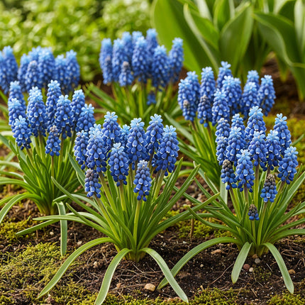 Blumenzwiebeln Muscari Armeniacum – 50 Blumenzwiebeln – Blaue Traubenhyazinthen – Frühblüher für Beet, Balkon & Terrasse – Pflegeleicht & Bienenfreundlich