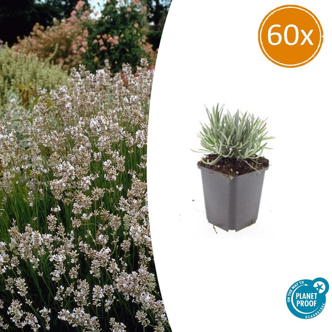 Weißer Lavendel Lavandula int. ‘Edelweiss’ – ↕10-25cm – Ø9cm – 60 Pflanzen – Winterhart & pflegeleicht – Duftende Blüten