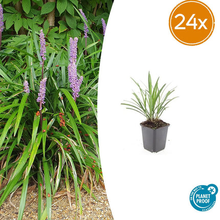 Liriope muscari 'Ingwersen' – Bodendecker – 24 Pflanzen –  Ø9cm – ↕10–25cm – Immergrün & winterhart – Violette Blüte – Für Sonne & Schatten – Pflegeleicht