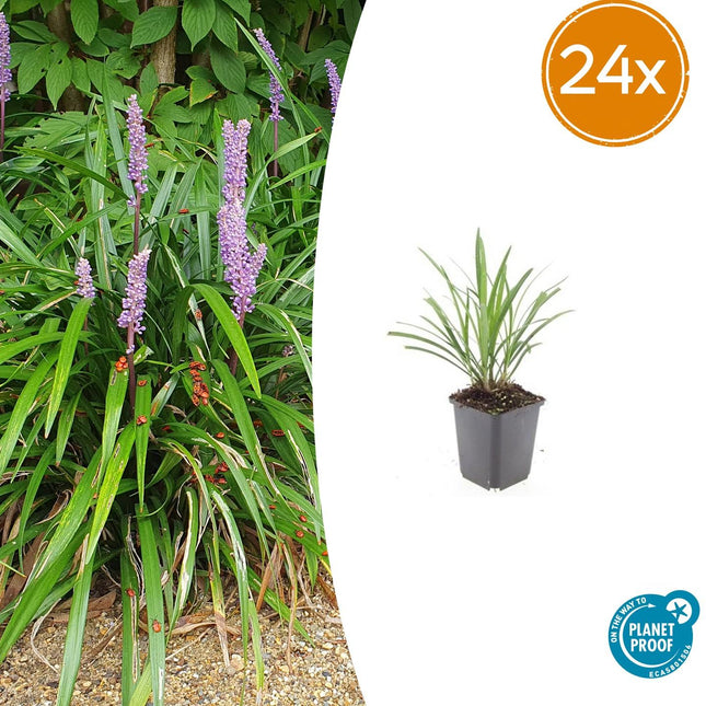 Liriope muscari 'Ingwersen' – Bodendecker – 24 Pflanzen –  Ø9cm – ↕10–25cm – Immergrün & winterhart – Violette Blüte – Für Sonne & Schatten – Pflegeleicht