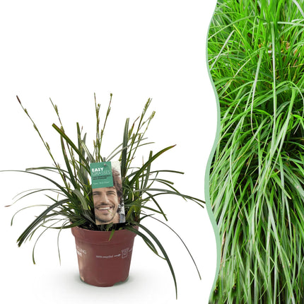 Ziergras Segge Carex oshimensis Intense Green – Intensiv Grün – Immergrün & winterhart – Höhe ca. 50cm – 17cm