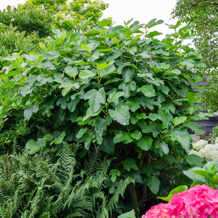 Echte Feige - Ficus Gustissimo Perretta – Ø13cm – ↨45cm – Elegante Pflanze mit dunkelgrünem Laub