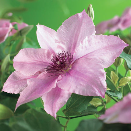 Kletterpflanze Clematis Pink Fantasy – Rosa Blüten – Wenig Pflege – 2 Pflanzen – 11 cm Höhe 40 cm – Für Garten, Terrasse & Pergolen