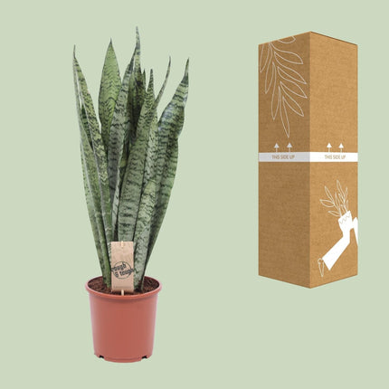 Bogenhanf Sansevieria Zeylanica – 70cm Ø17cm – Pflegeleichte Schwiegermutterzunge mit schlanken Blättern – Robuste Grünpflanze
