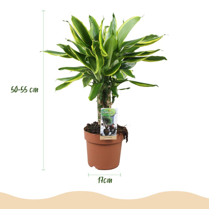 Dracaena fragrans Golden Coast – Zwei pflegeleichte Drachenbäume – 17cm – Höhe 50-55cm – Bunte Grünpflanzen