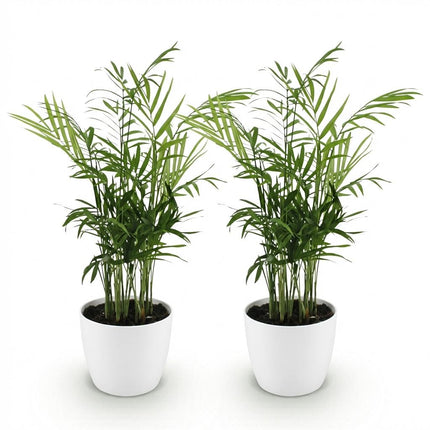 Chamaedorea elegans 2er Set Pflanzen Mit Weißem Topf Ø12cm Höhe ca.15cm Goldpalme Haustierfreundlich Luftreinigend Pflegeleicht Für Zimmer Büro &