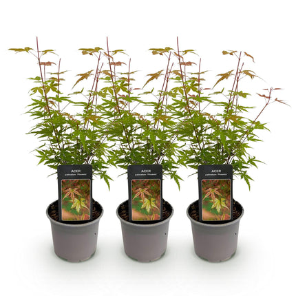 Acer palmatum Phoenix – 3 Pflanzen – 12cm – Höhe ca. 35cm – Laubabwerfender Japanischer Ahorn mit rosa Frühlingsflor & rot – grünem Laub