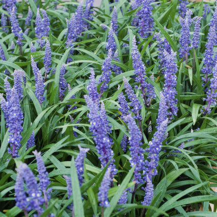 Liriope muscari 'Big Blue' – 24 Pflanzen – Immergrüner Bodendecker – 9cm – ↕10-25cm – Mit violetten Blütenrispen – Pflegeleicht & winterhart