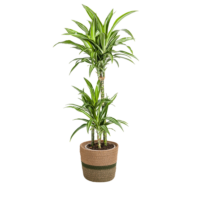 Dracaena Deremensis White Stripe inkl. Naturkorb – Höhe 90-110cm – Ø21cm – Pflegeleichte Zimmerpflanze mit weißen Blatträndern