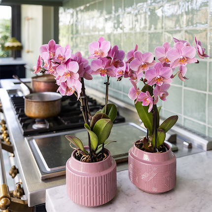 Phalaenopsis Orchideen Treviso – 2 Pflanzen – altrosa Blüten – Ø9cm – Blühende Zimmerpflanzen – Frisch vom Züchter – Elegante Deko & Geschenkidee