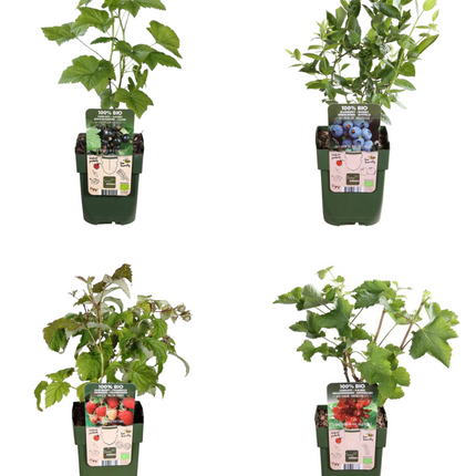 BIO Obstpflanzen Set – Himbeere, Johannisbeere, Blaubeere, Brombeere – 4 Sorten – Biologisches Fruchtparadies Paket – Pflegeleicht & Fruchtreich