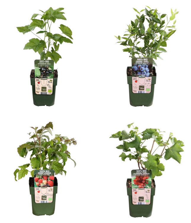 BIO Obstpflanzen Set – Himbeere, Johannisbeere, Blaubeere, Brombeere – 4 Sorten – Biologisches Fruchtparadies Paket – Pflegeleicht & Fruchtreich