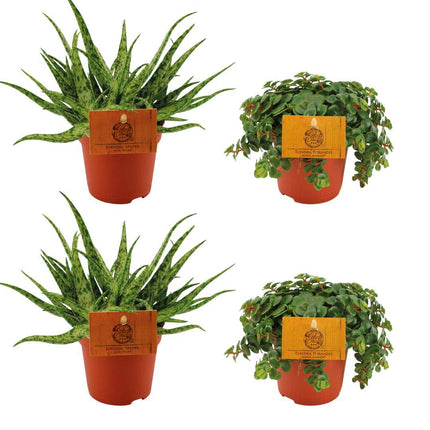 Zimmerpflanzen-Set – 2× Aloe Spider & 2× Sedum Tornado – Sukkulenten – Ø10.5cm – ↕10cm – Pflegeleichtes 4er-Set für helle Innenräume & Fensterbänke