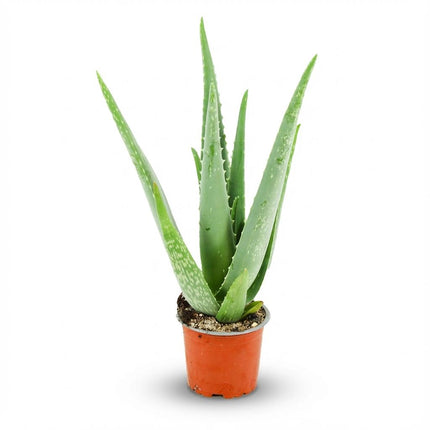 Aloe Vera Zimmerpflanze Ø10,5cm Höhe35-40cm – Pflegeleichte Sukkulente mit fleischigen Blättern – Sonnenliebende Pflanze für Wohnraum & Büro