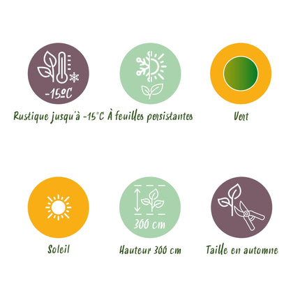 Bananenpflanze Musa Basjoo – 2 Pflanzen – Winterhart – Obstpflanze – Ø17 cm – Höhe ca. 40 cm – Exotische Gartenbanane für Beet, Balkon & Terrasse