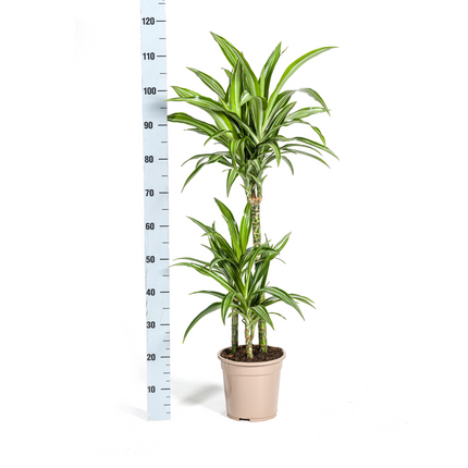 Drachenbaum – Dracaena Deremensis White Stripe – Zimmerpflanze – Ø21cm – ↕90–110cm – Pflegeleichte Grünpflanze mit dekorativen Blättern – Ideal für Wohnzimmer, Büro & Flur
