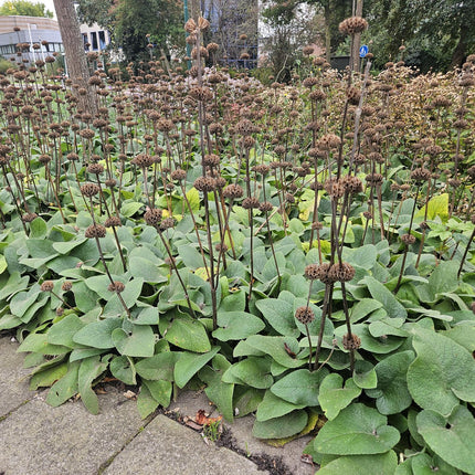 Russel – Brandkraut Phlomis russeliana – ↕10-25cm – Ø9cm – 60 Pflanzen – Staude – Winterhart – Bienenfreundlich – Gelbe Blüten