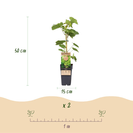 Weinrebe – Weiße Traube – Vitis vinifera Himrod – Obstpflanze – Kernlos – 2 Pflanzen – 15cm – Höhe ca. 50cm