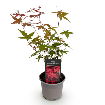 Ahorn Acer palmatum Beni – maiko – 12cm Höhe ca.35cm – Rotes Laub im Frühling & Zierschimmer – Laubabwerfend & pflegeleicht