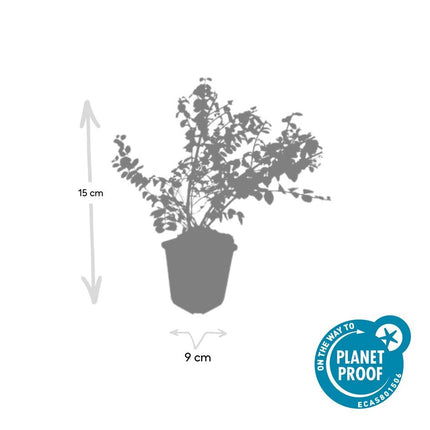 Symphoricarpos chenaultii 'Hancock' – 48 Pflanzen – weiß blühender & fruchtender Bodendecker – winterhart & pflegeleicht