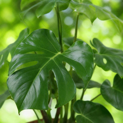 Monstera Deliciosa – 70-80cm – 21cm inkl. Naturkorb – Pflegeleichtes Fensterblatt