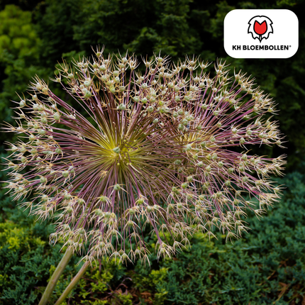Allium schubertii – 5 Blumenzwiebeln – Spektakulärer Zierlauch – Große kugelförmige Blüten – Feuerwerk-Effekt im Garten – Auch als Trockenblume