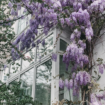 Blauregen - Wisteria floribunda 'Naga Noda' - Purpurner Regen - Ø15cm ↕65cm - Schnellwachsende Kletterpflanze mit langen, violetten Blütentrauben für Pergola, Zaun & Garten