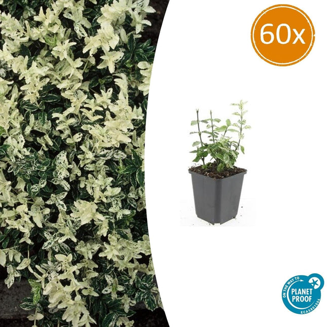 Kriechspindel – Euonymus fortunei 'Harlequin' – ↕10-25 cm – Ø9 cm – 60 Pflanzen – Buntlaubiger Bodendecker – Winterhart & pflegeleicht – Sonne & Schatten