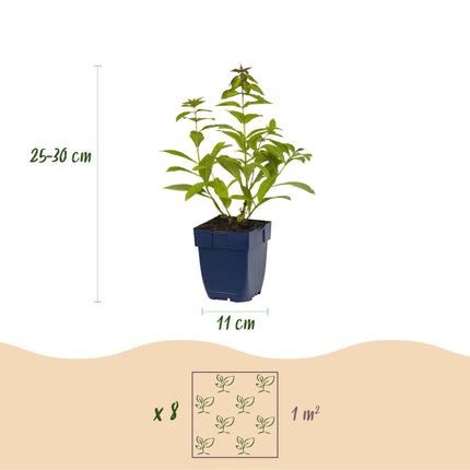 Staudenset – Duftend – 8 verschiedene Duftstauden – Für 1 m² Beet – Bienenfreundlich – Pflegeleicht – Blüten in verschiedenen Farben – Ø11 cm