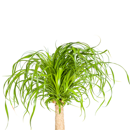 Beaucarnea Recurvata inkl. Naturkorb – Höhe 60-80cm – Ø21cm – Elefantenfuß Zimmerpflanze mit markantem Stamm